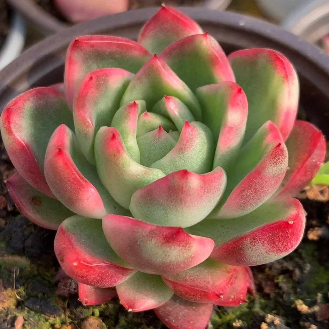 红鸾东云锦锦锦锦锦集