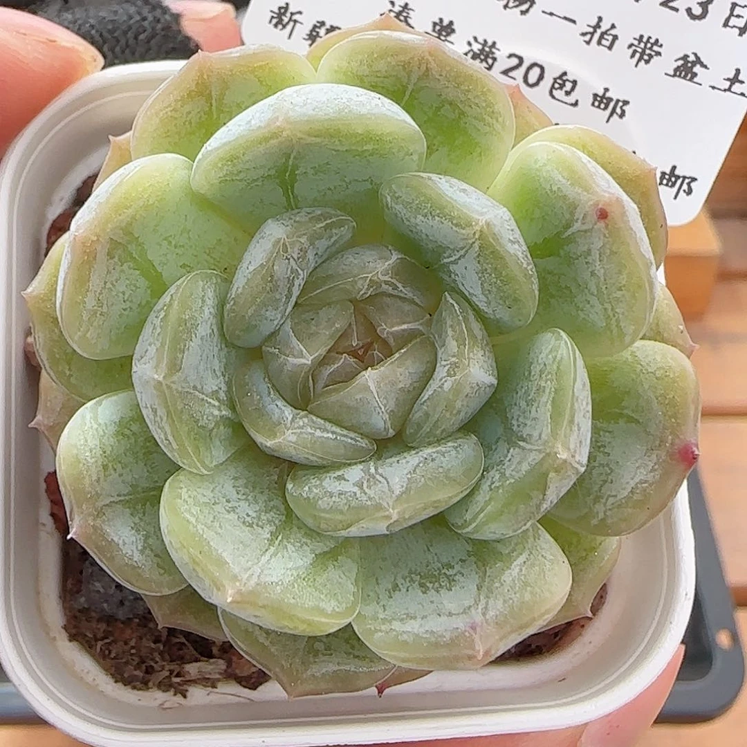 多肉0623-232白色恋人