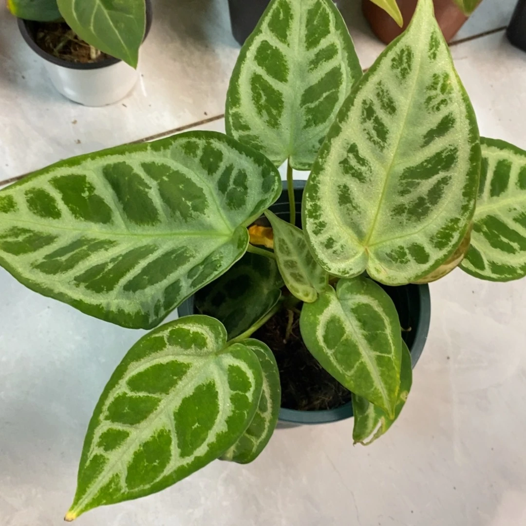 v***o不开花植物9652  撕裂纹水晶杂铜锣烧