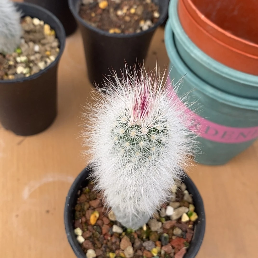 白毛虾仙人球