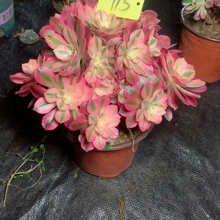 915粉女巫多肉111111