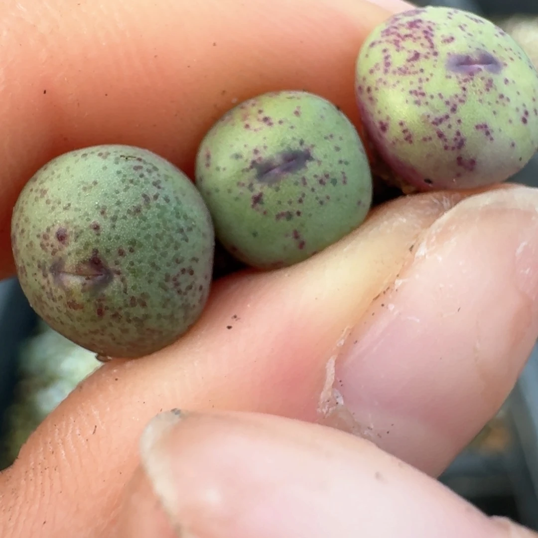 20三颗嘴000000000000