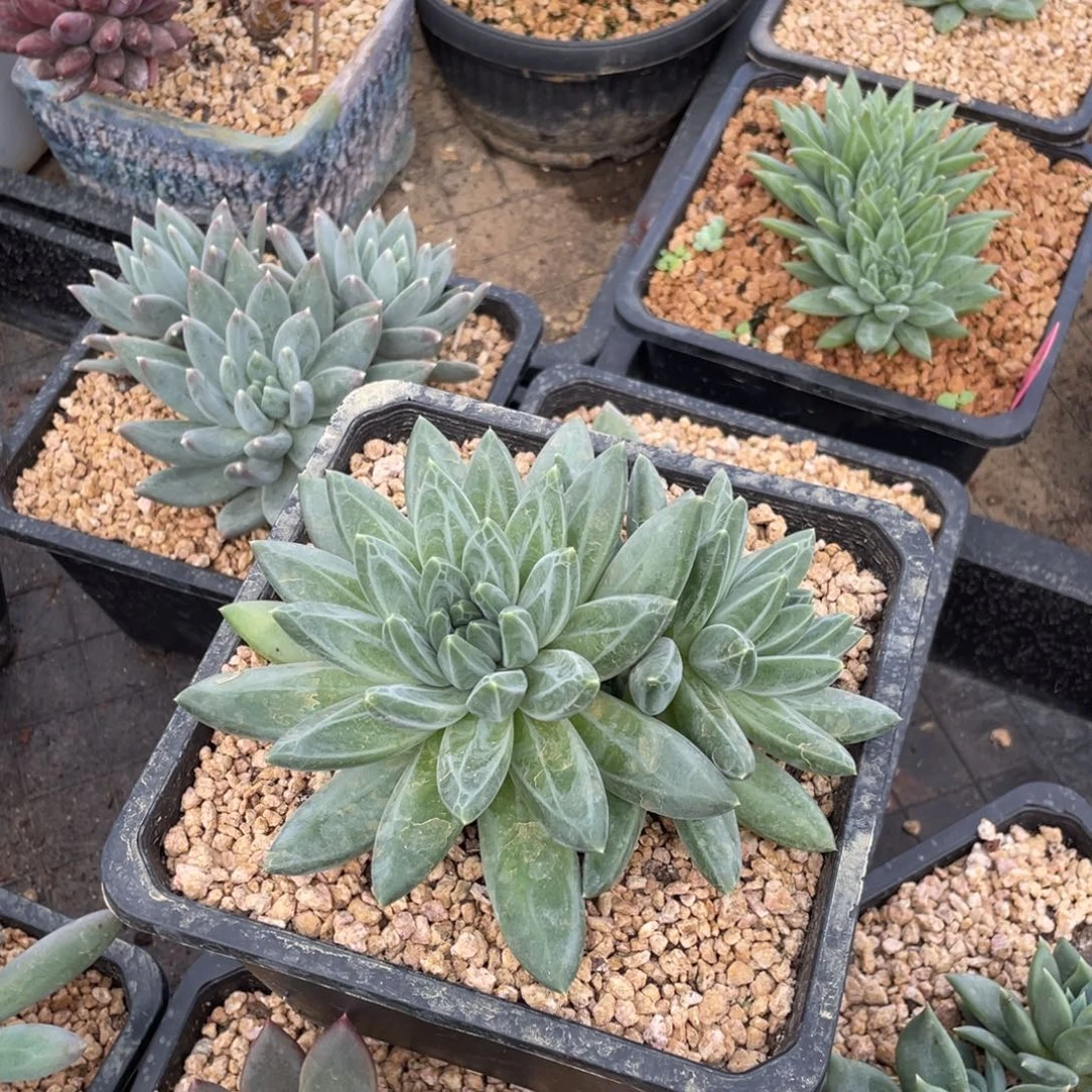 酷***多多肉植物和植物等植物