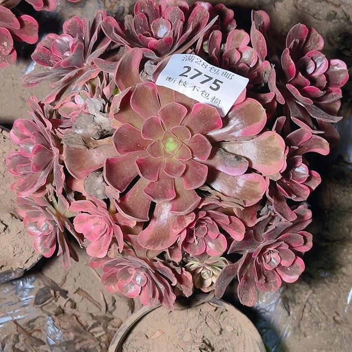 2775爱神多肉植物保护