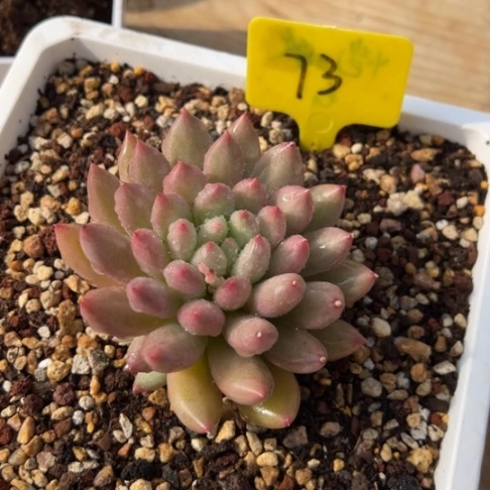 73岩字 带崽 夏鸣园艺