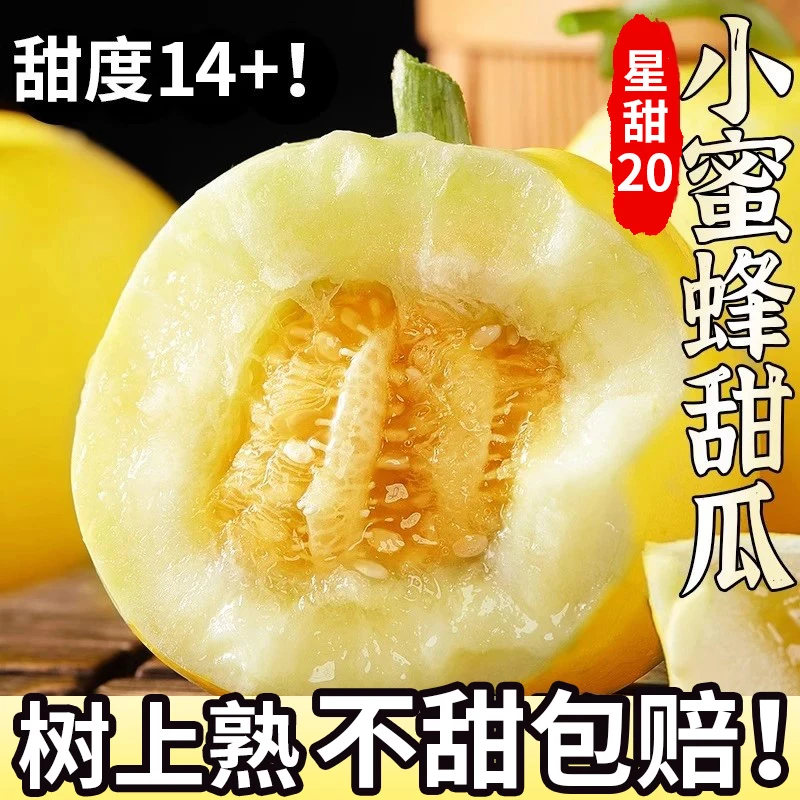 山东头茬小蜜蜂甜瓜当季水果早甜脆小蜜罐新鲜直供香甜美味果园