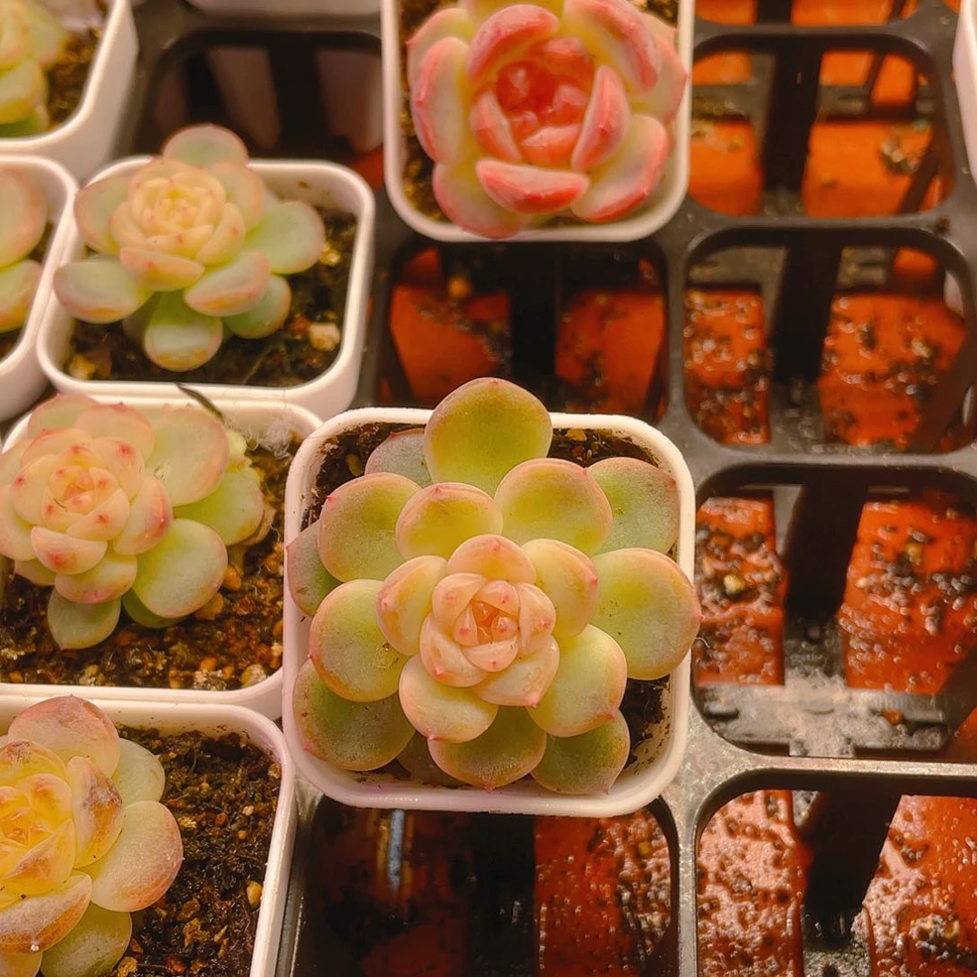 肉*嘟两个109 单头盆满25包邮