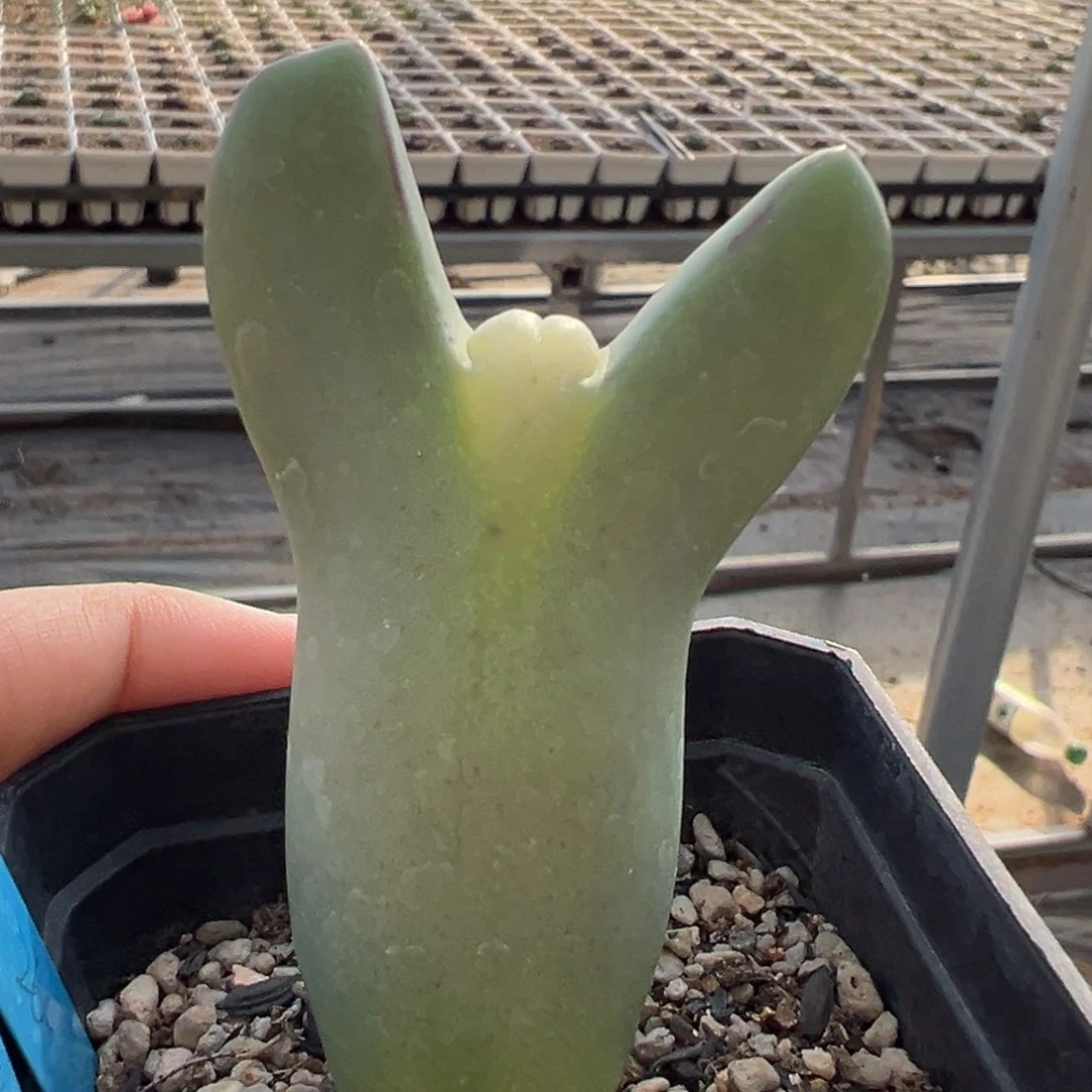 巨型嘟嘟唇少将多肉