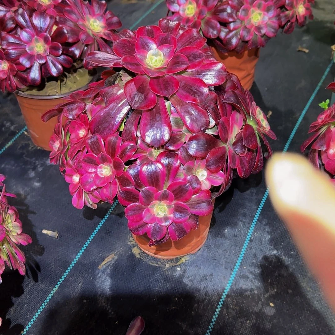 多肉植物美杜莎老庄