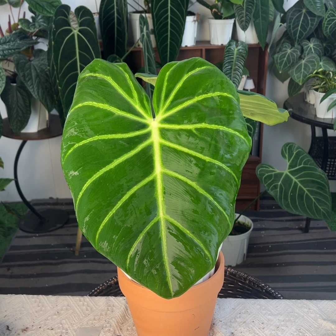 完全开放奢华蔓绿绒