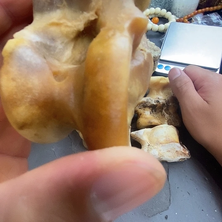 大果紫檀（缅甸花梨）337