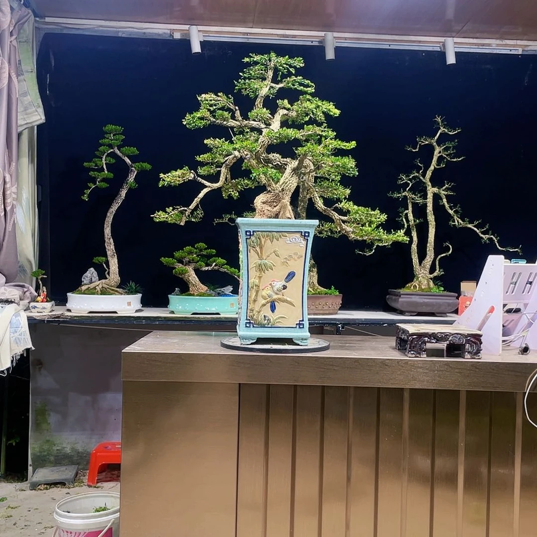 完全开放园***号黄杨盆景四季常青