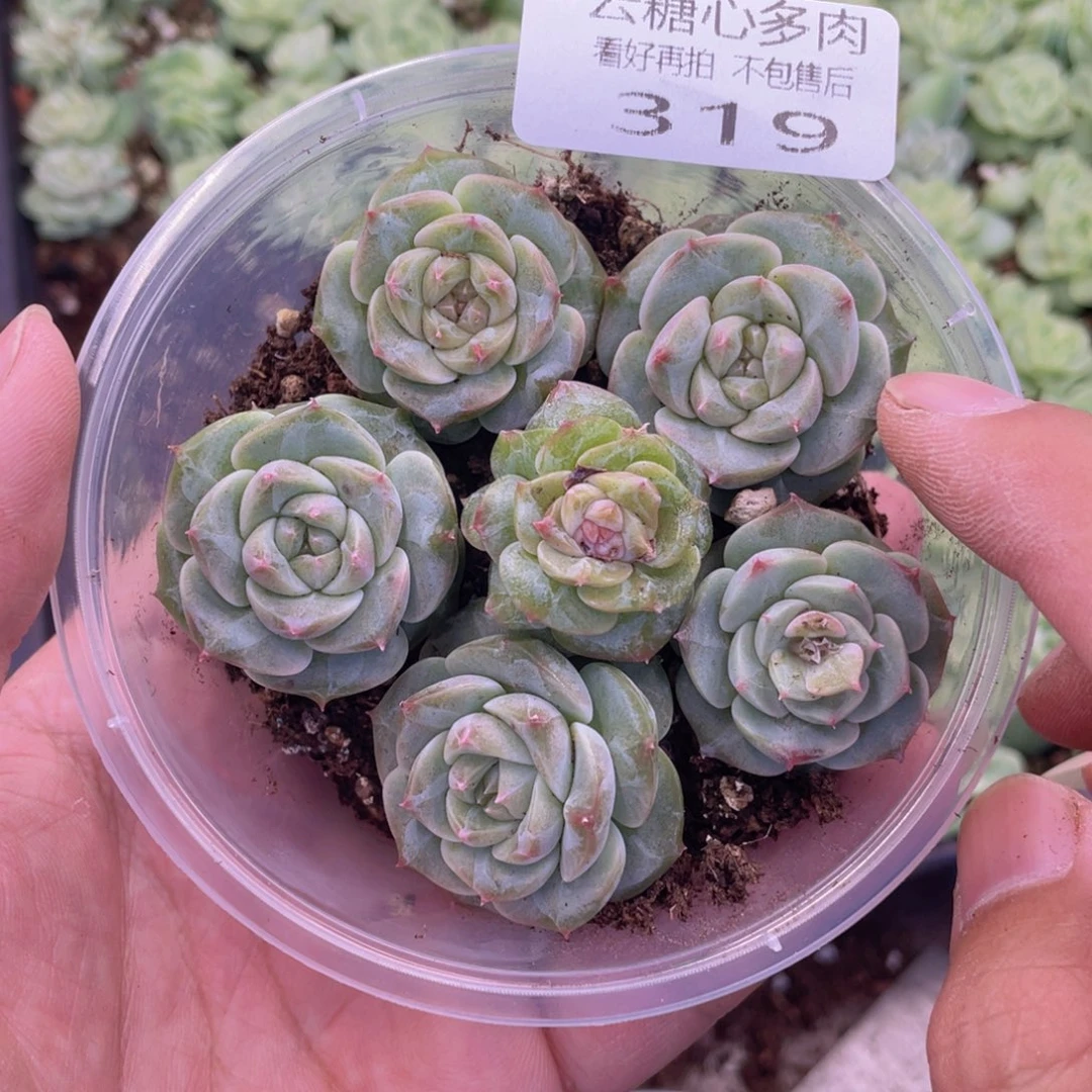 云糖心多肉植物319
