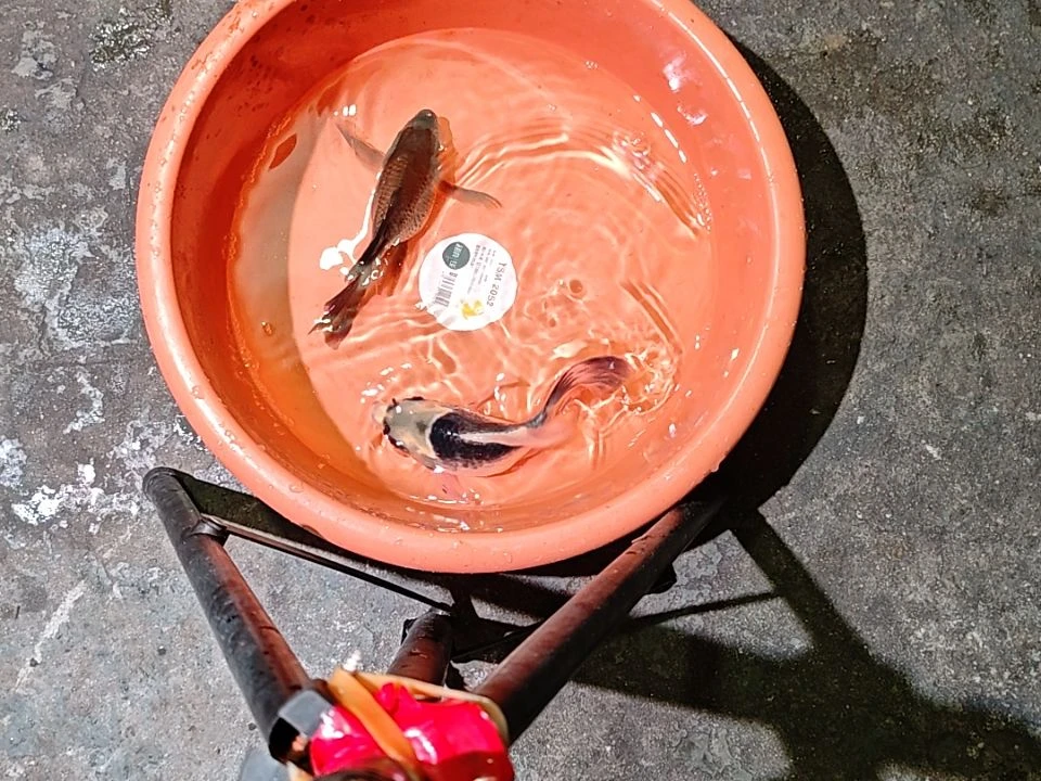 海水鱼淡水养殖基地