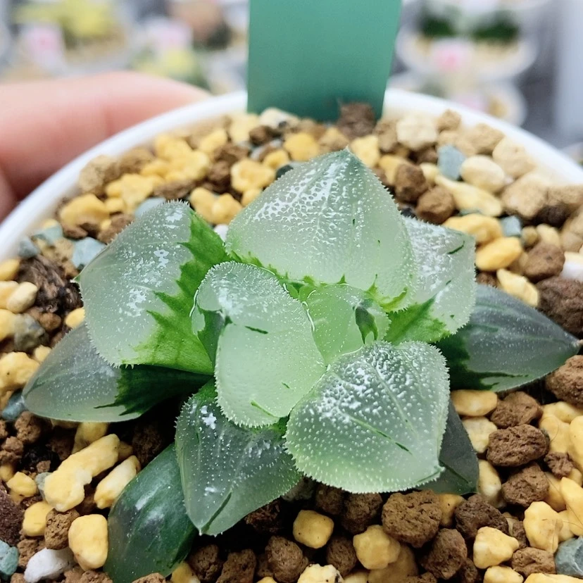 【闪购商品】冰鸾玉60