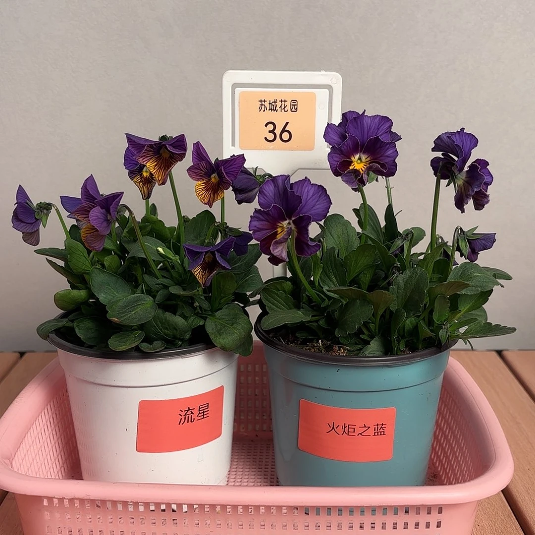 大部分开放少量花苞36