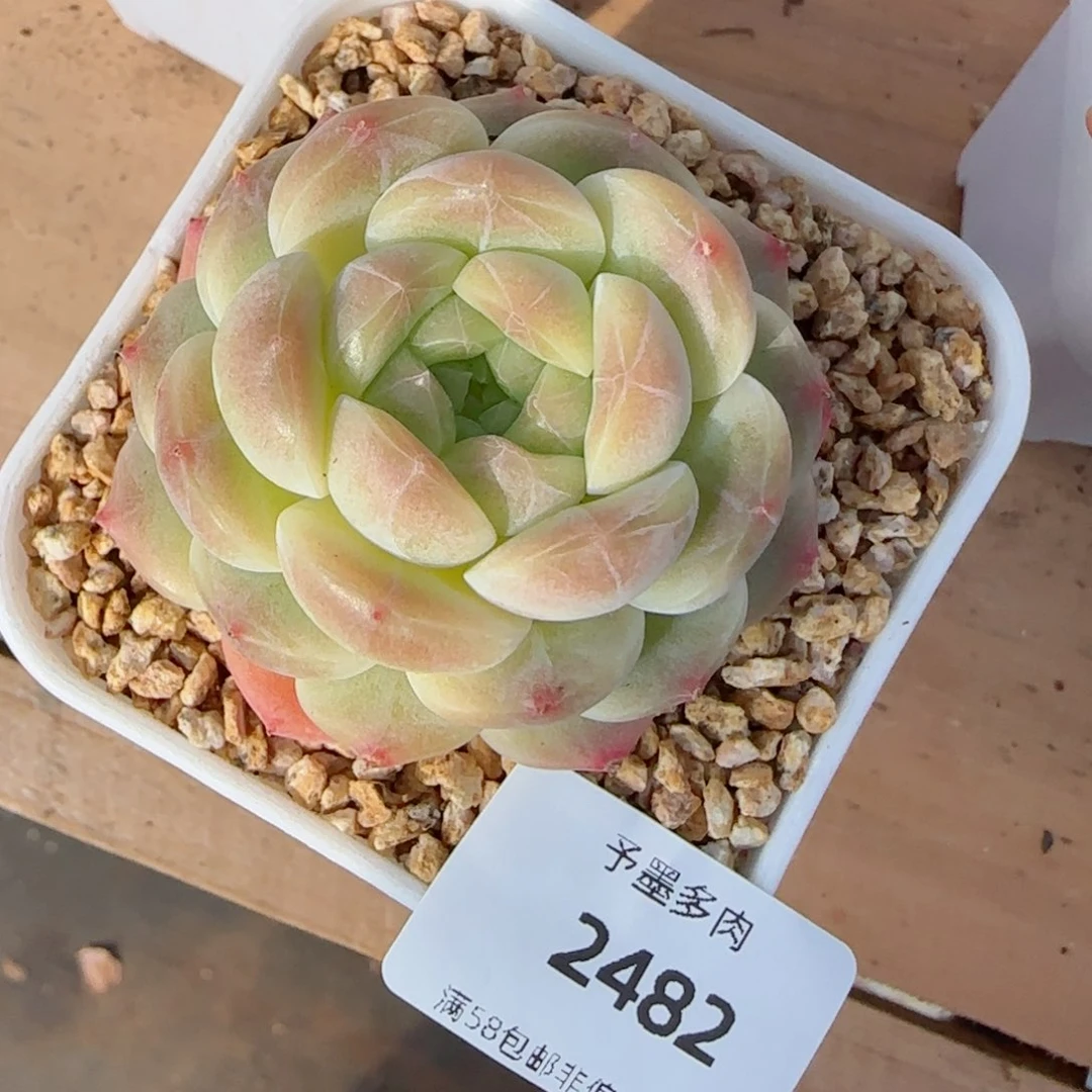 海****）冰魄，2482多肉植物