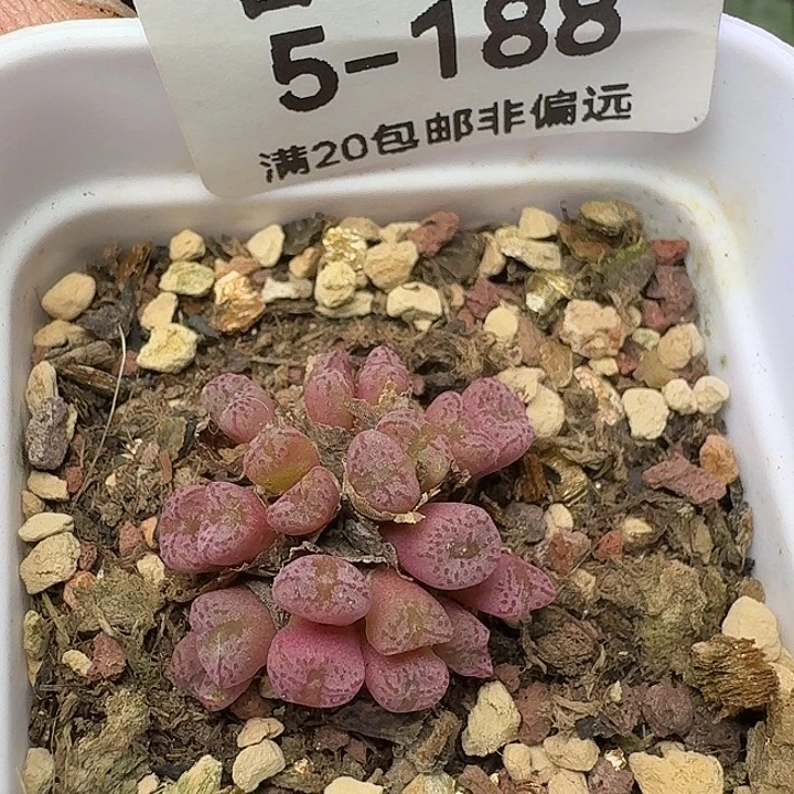 红珊瑚带盆土。