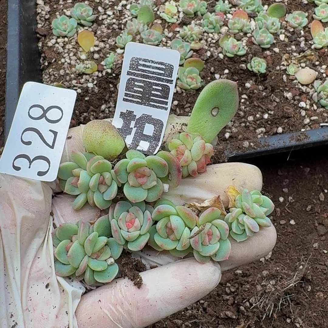多肉植物多肉植物328量拍蜜糖甜心