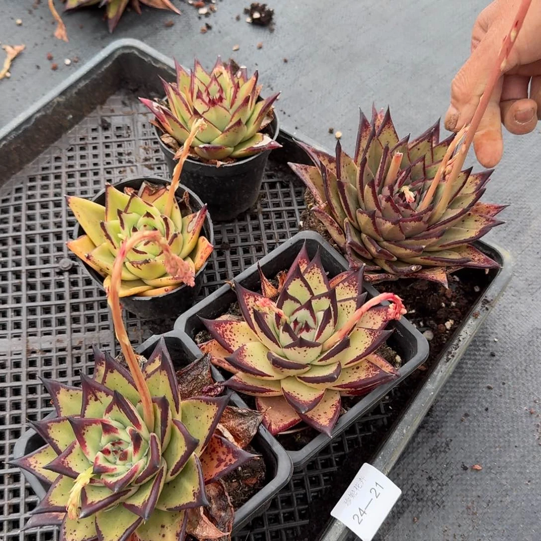 五颗乌木量拍 不带盆24-21