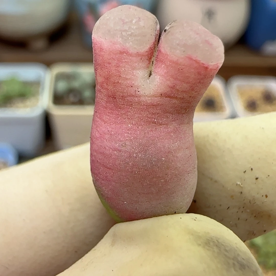 739粉磁铁优选福利