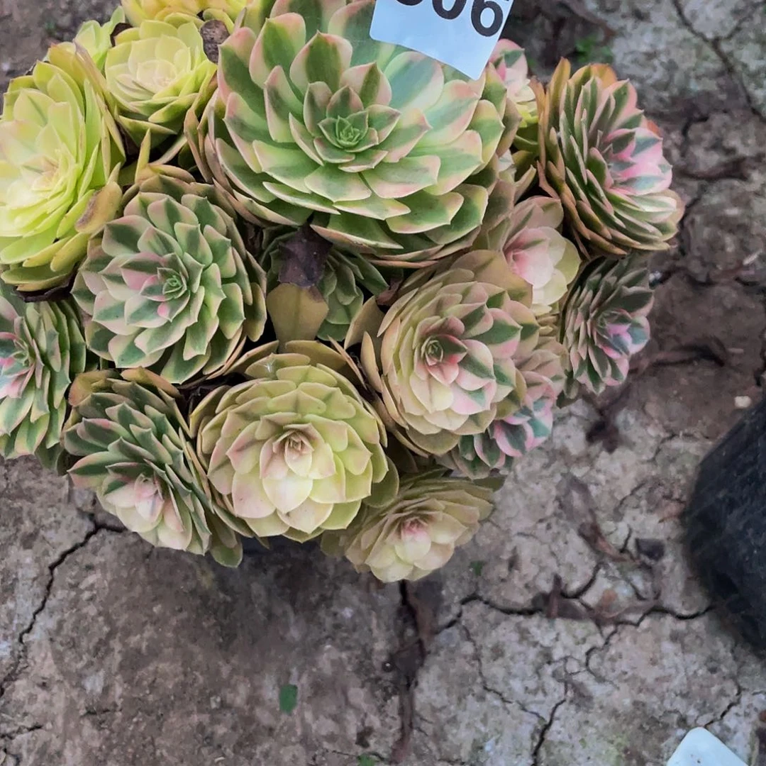 秋***韵多肉法师606号雨荷发货不包损
