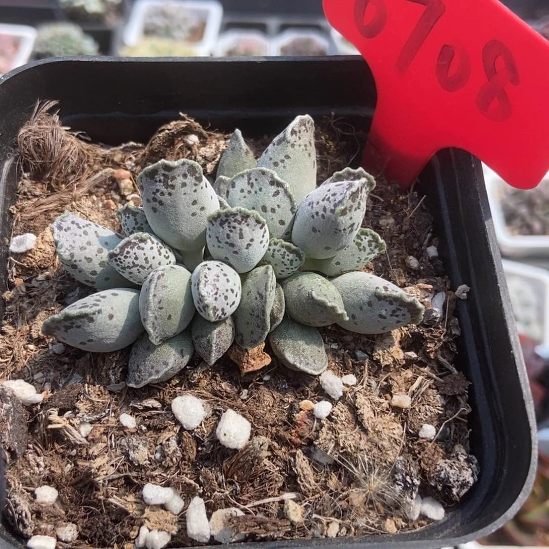 6708海豹多肉植物