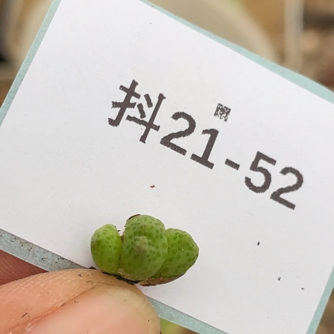 21-52草莓斑马多肉植物