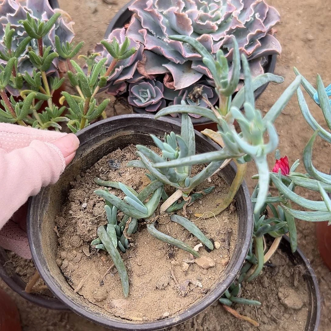 多肉植物多肉植物