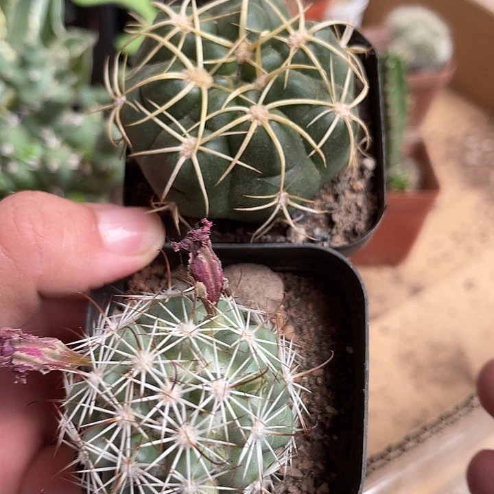 当前无花栽培后可以开花074仙人球开花植物