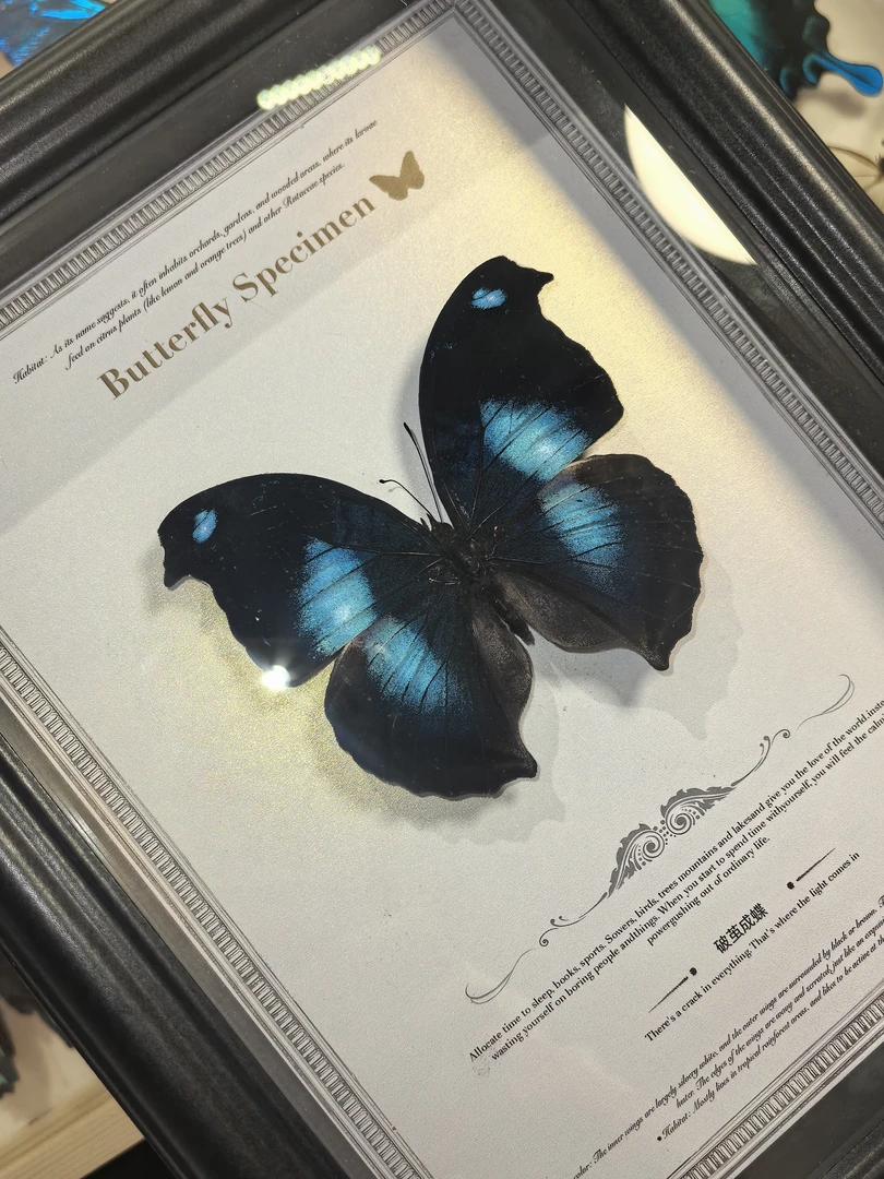 爱情鸟蛱蝶真蝴蝶标本装饰画适合送女生的生日礼物家居摆件