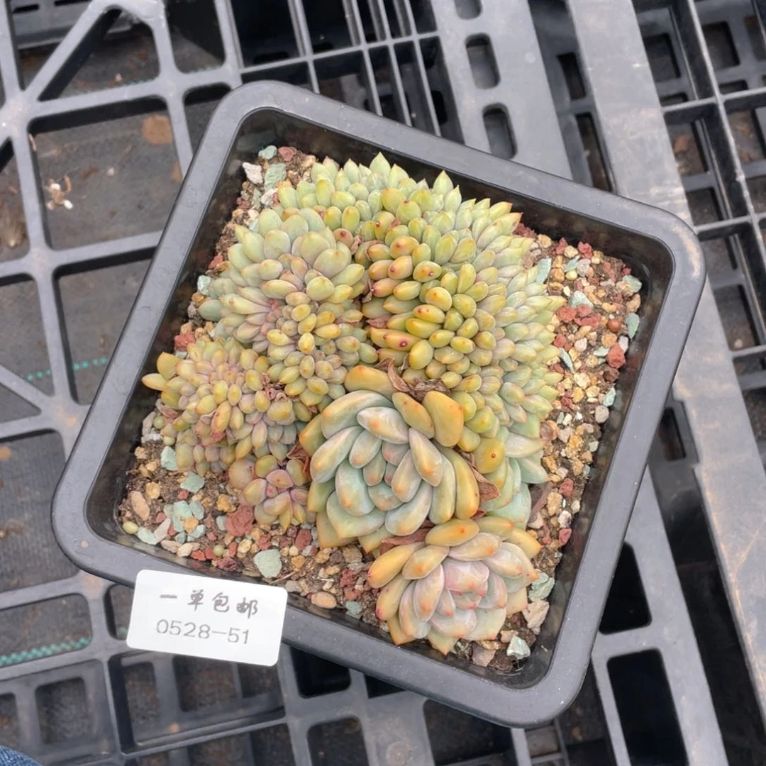 颜*0528-51-爱丽儿缀化。。。。。