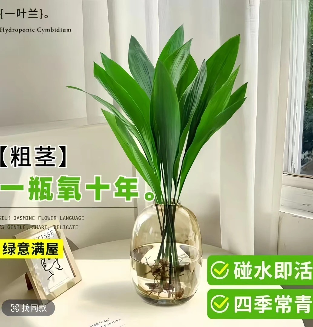 一叶兰绿植室内水培盆栽四季常青客厅懒人水养植物好养活净化空气