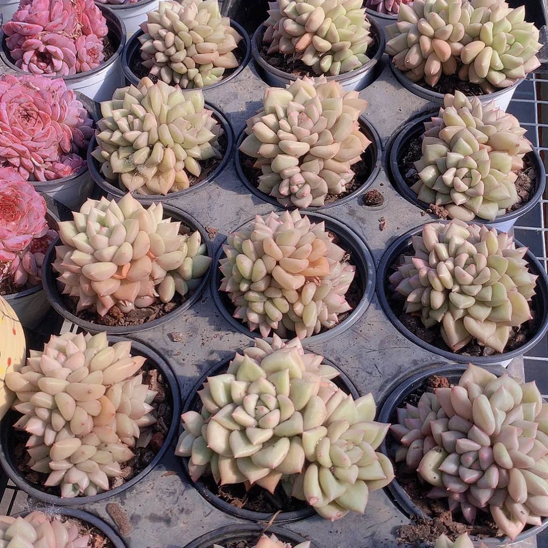 黄金象牙群245567789990000