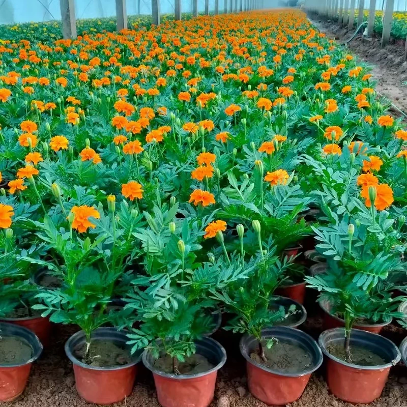 孔雀草花苗盆栽花矮生重瓣庭院花园耐寒耐热绿化工程苗