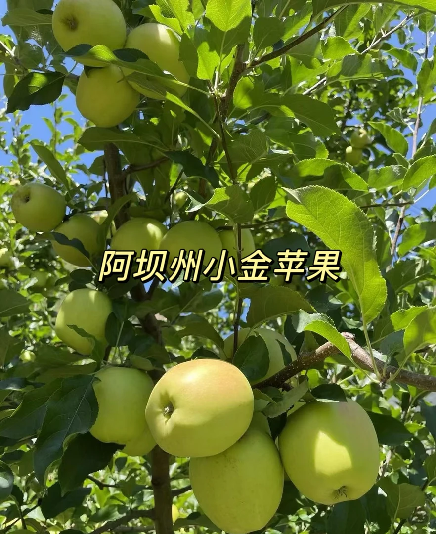 四川小金县雪域高原青苹果当季