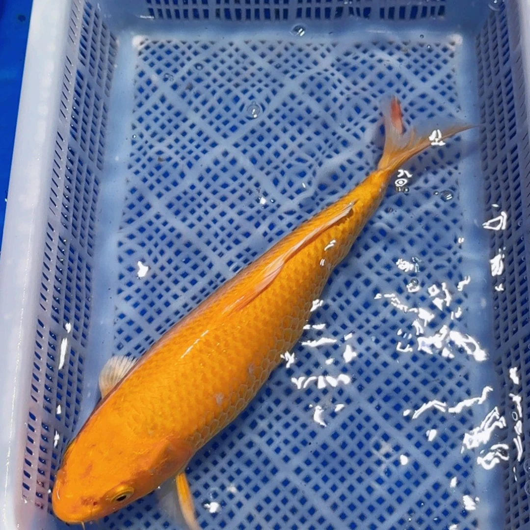 锦鲤精品锦鲤包邮包损