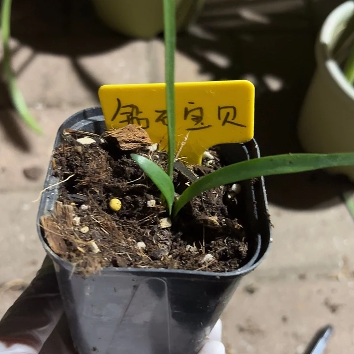 无花朵朱顶红钻石宝贝1+