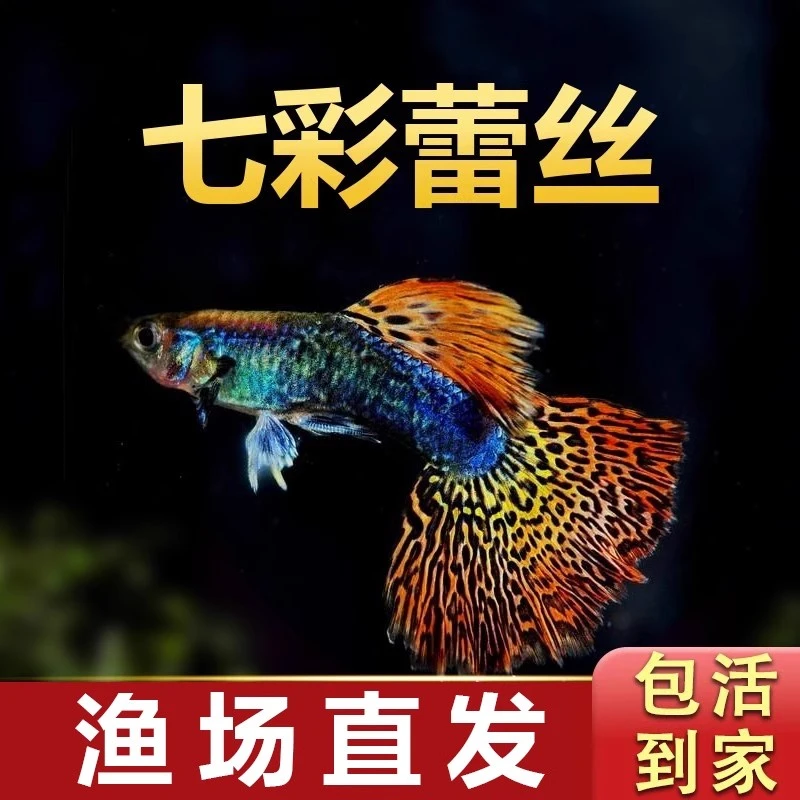 七彩蕾丝孔雀鱼小型观赏鱼淡水热带鱼好养耐活可繁殖凤尾鱼