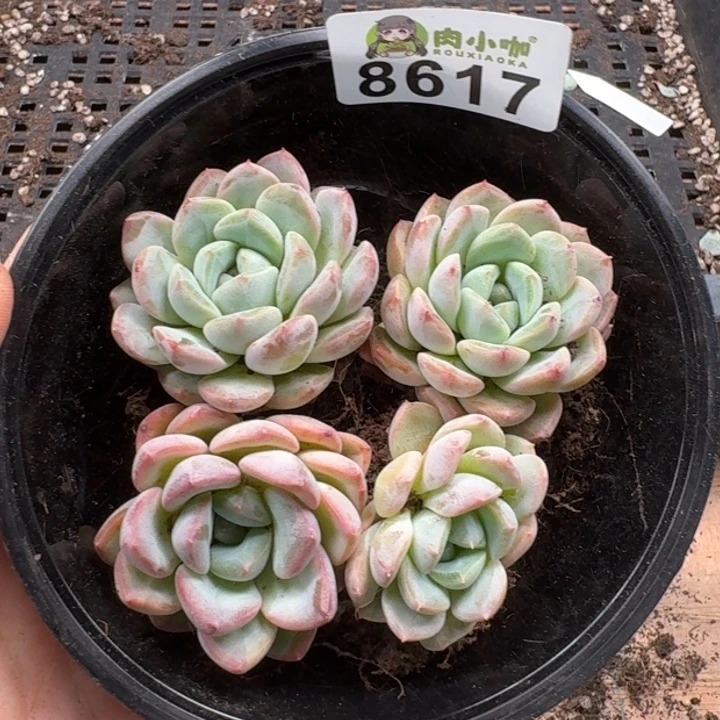 多肉植物多肉植物