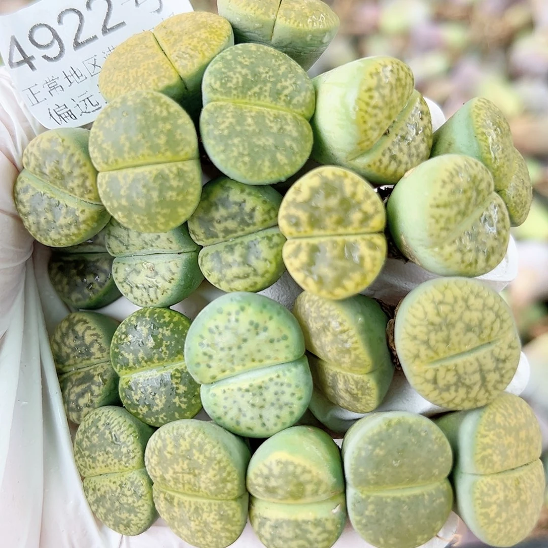 4922 好养易活生石花大母本22个1.5-2cm