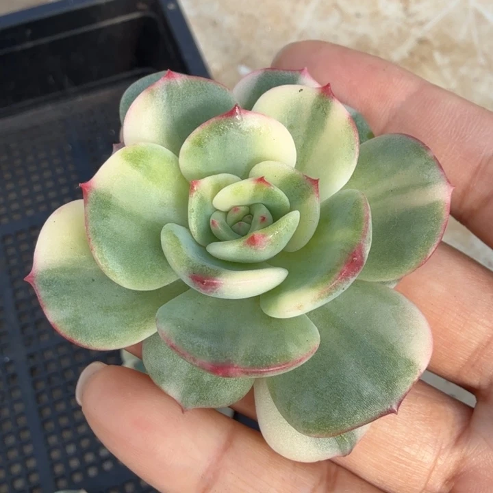 三文鱼锦主头花脸锦