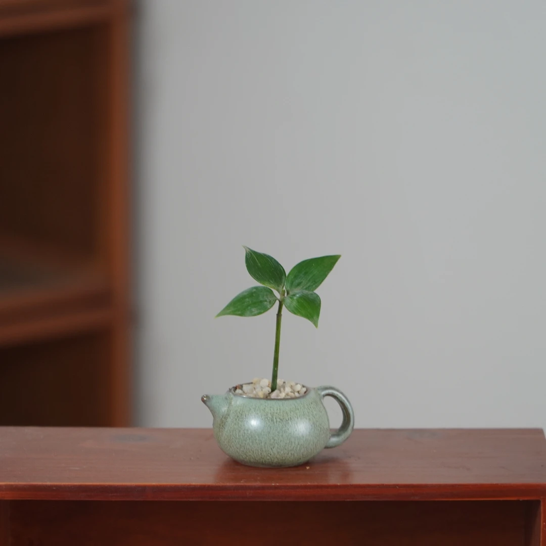 竹柏指尖微型盆栽办公室桌面拇指盆景超迷你绿植