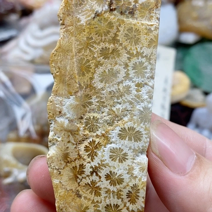 硅化珊瑚（珊瑚玉）未镶嵌颈饰