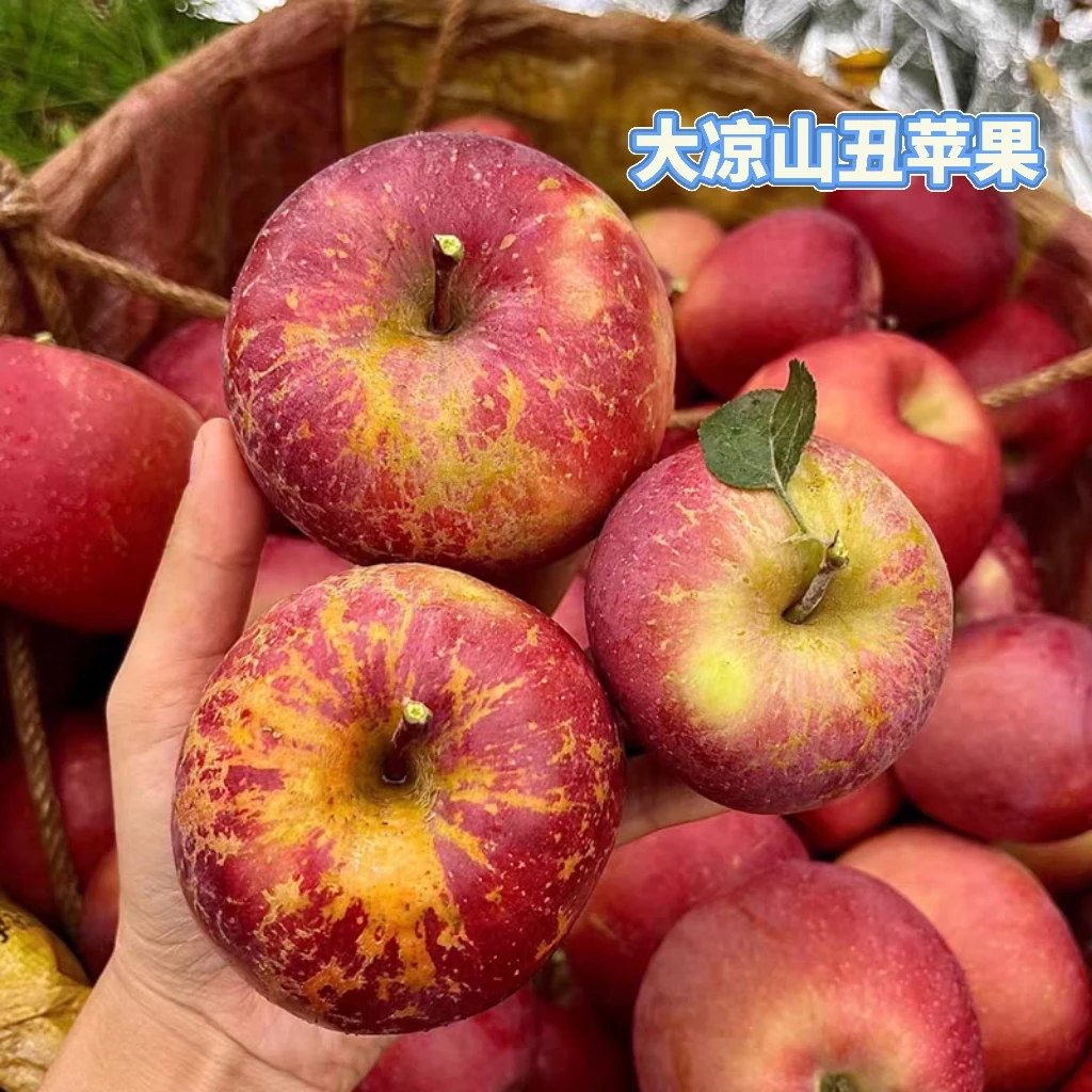 四川大凉山盐源丑苹果高山现摘现发脆甜多汁2/5/8斤新鲜好水果