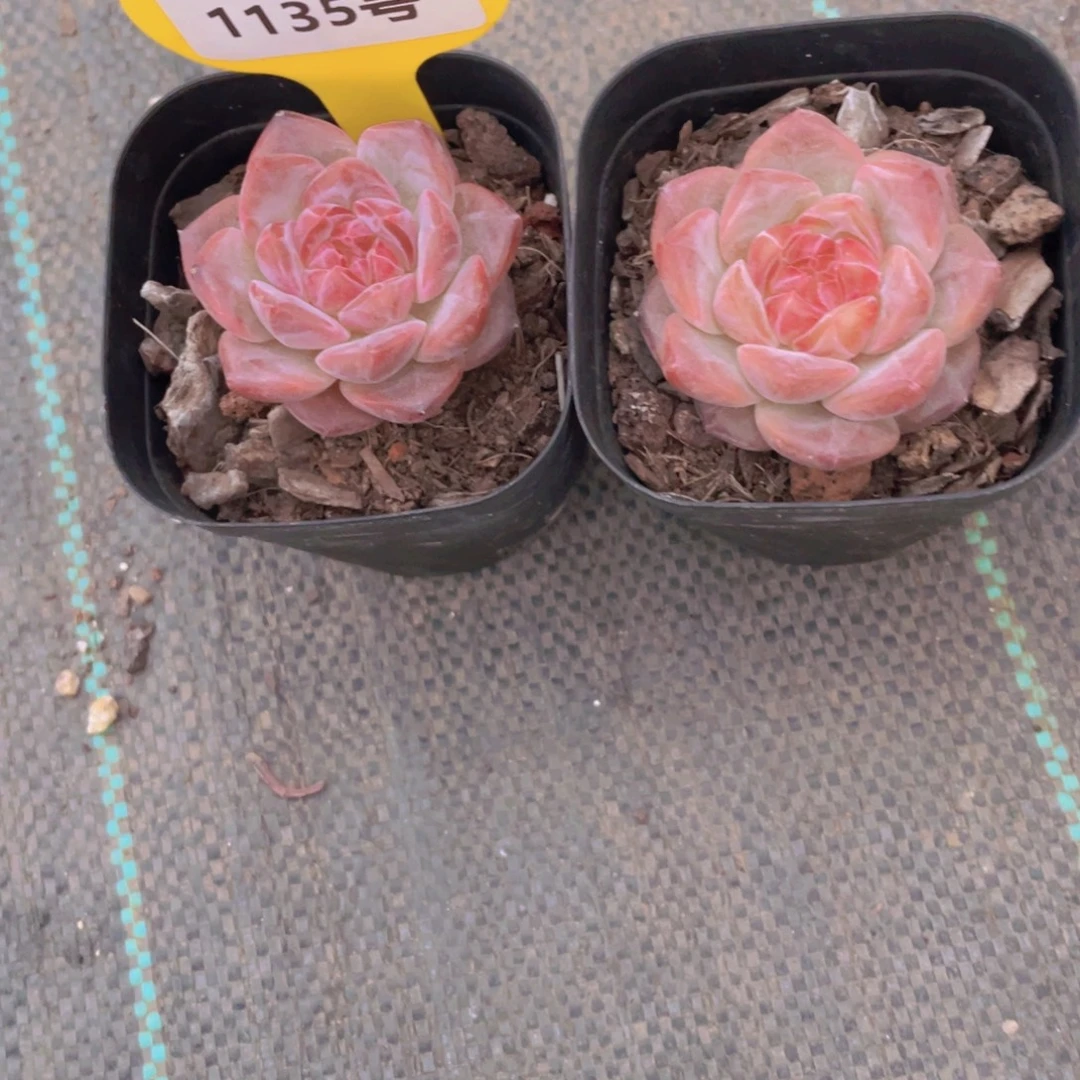 1135号 粉珍妮琥珀两个