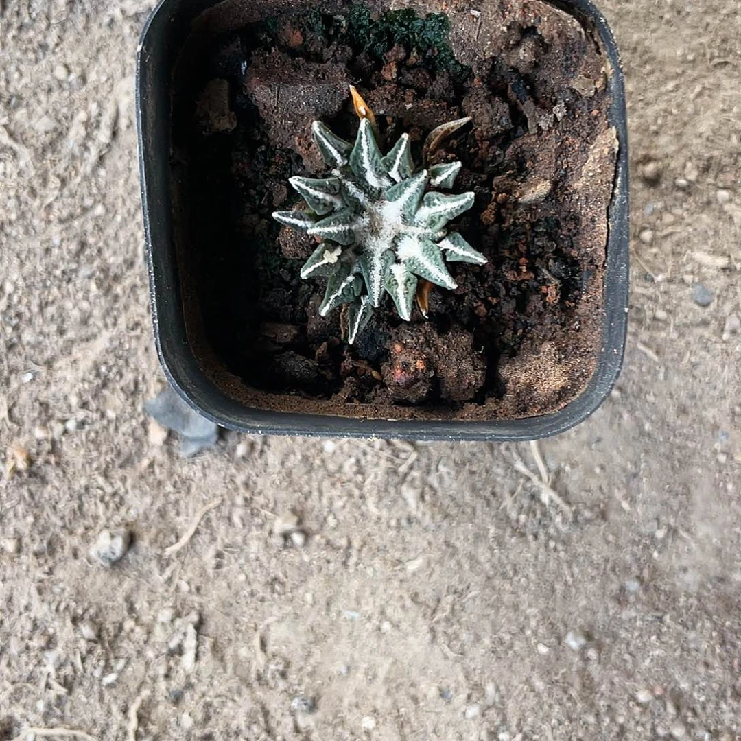 侯***以实际为准特价岩牡丹一物一拍