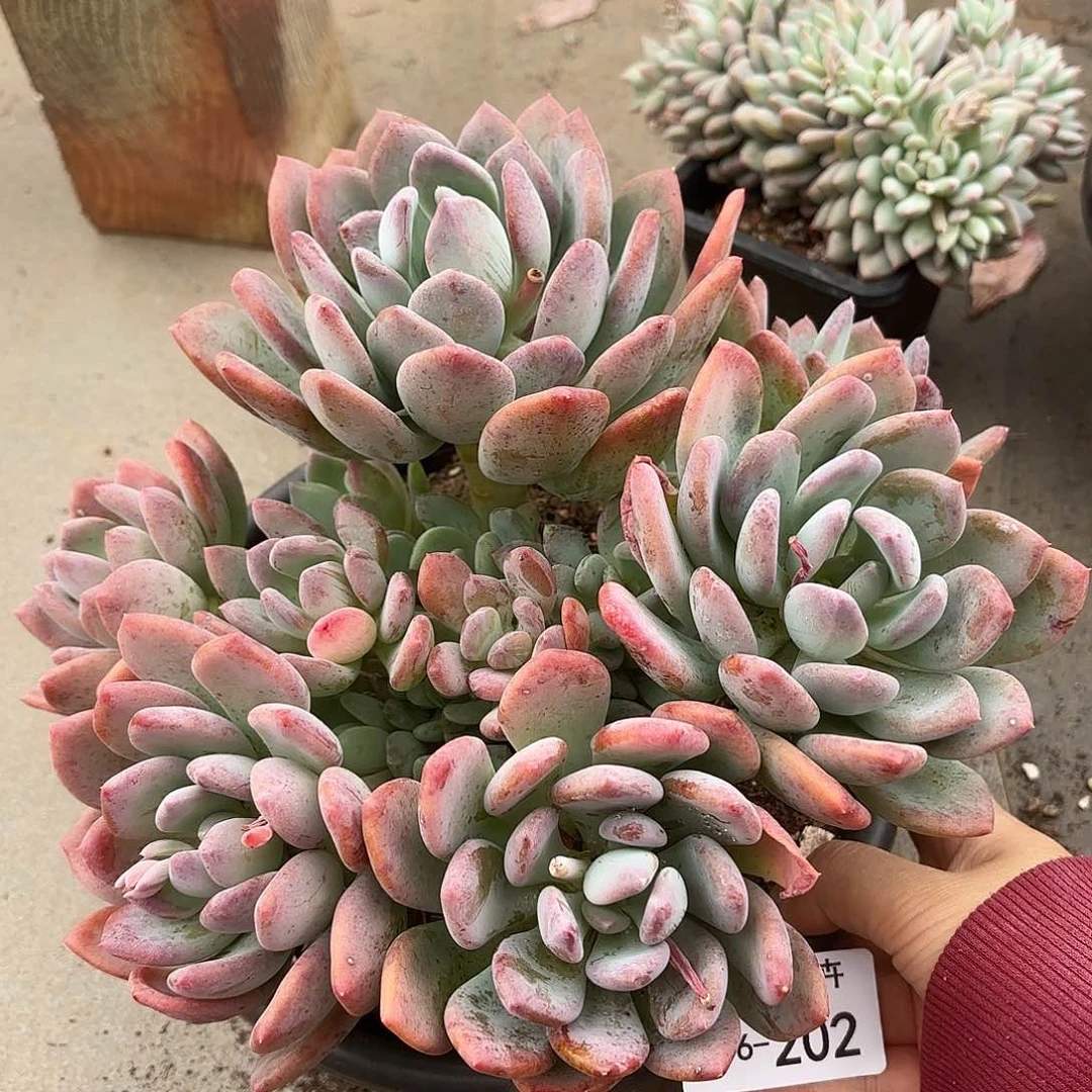 同温层多肉灰姑娘202