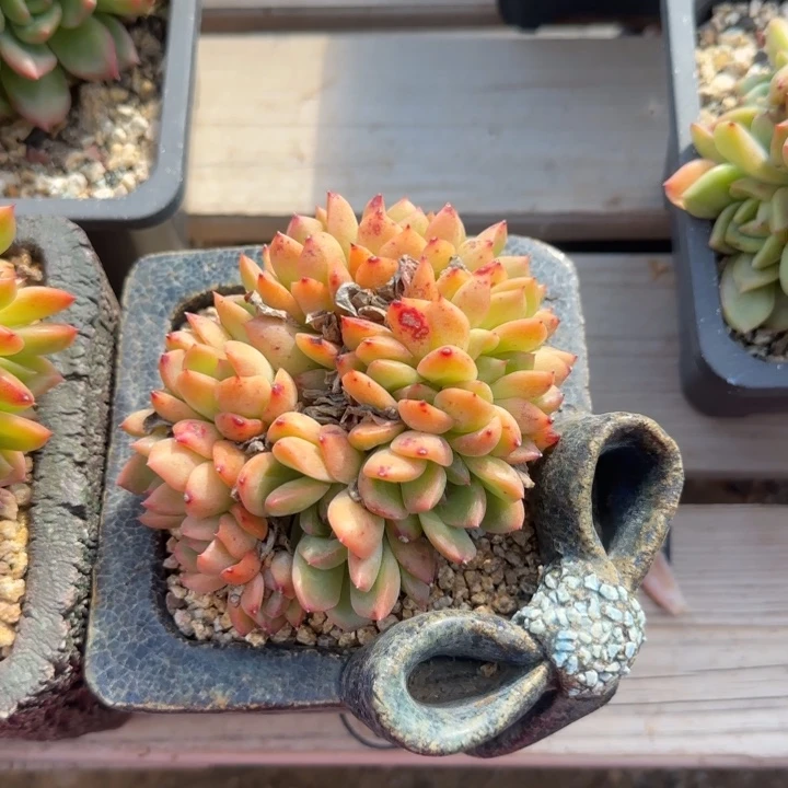 泡泡焦糖缀化五十包邮