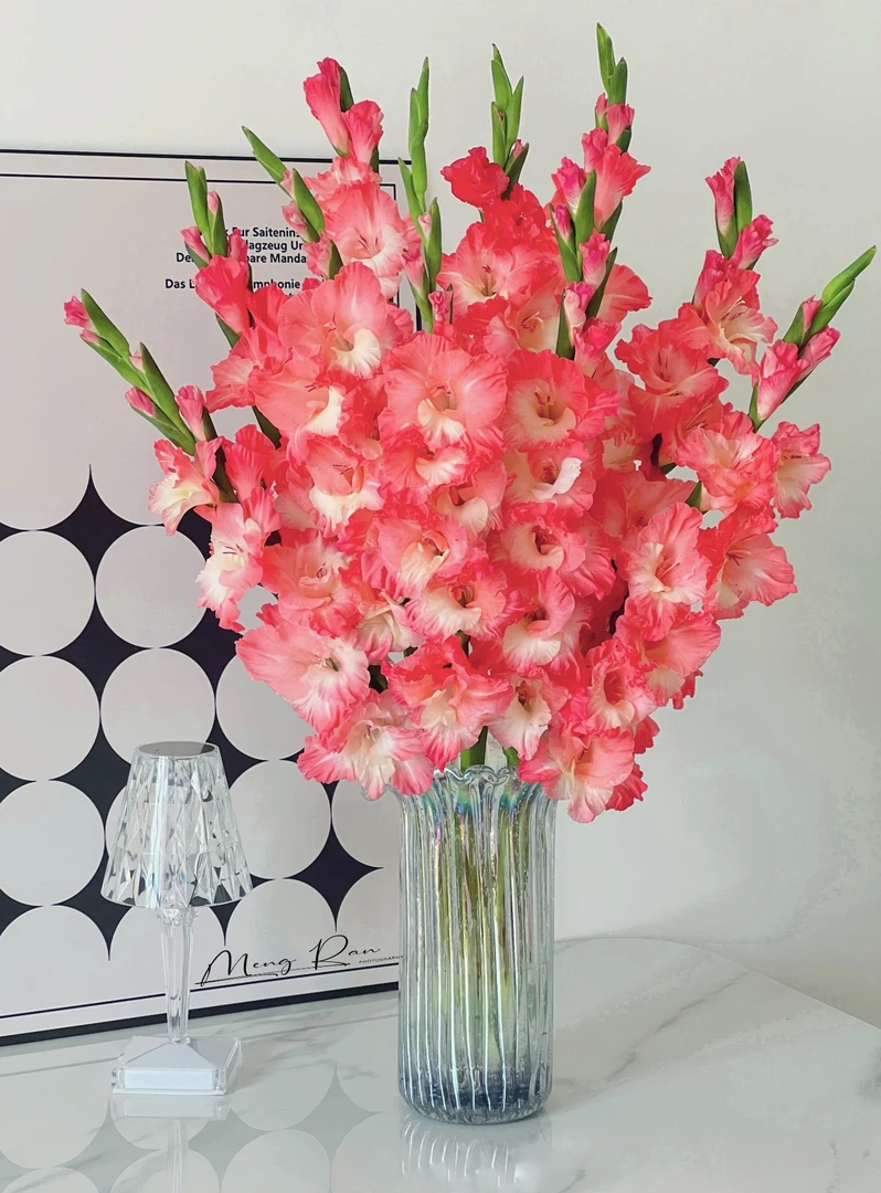 【剑兰】草莓蛋糕剑兰 基地直发 |全场鲜花任意满2单及以上包邮